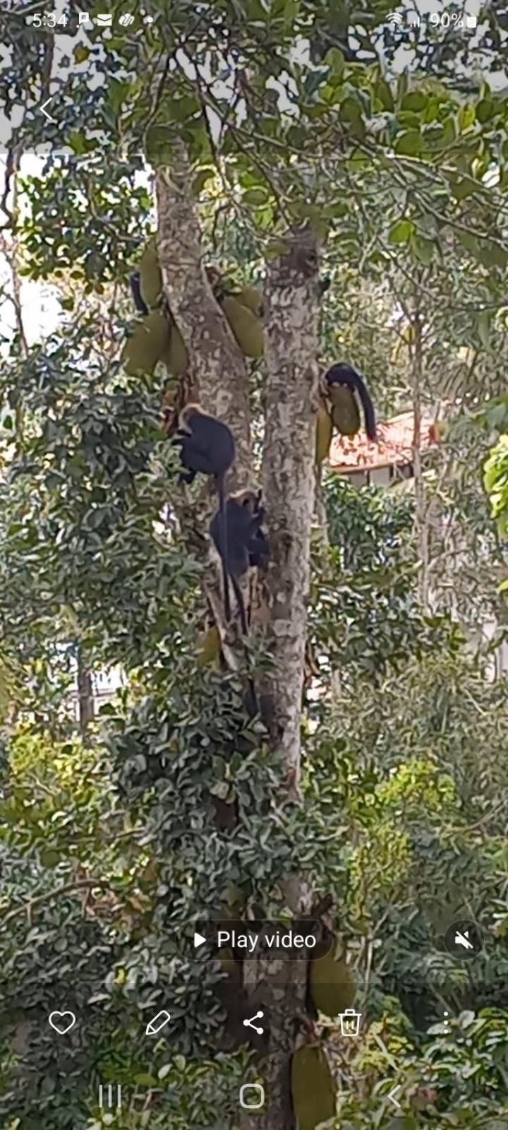 Wild Window - Forest View Homestay Thekkady Dış mekan fotoğraf