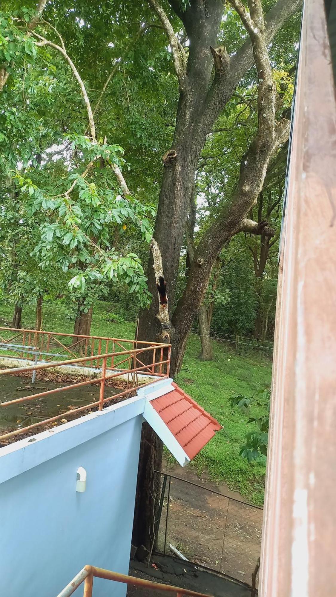 Wild Window - Forest View Homestay Thekkady Dış mekan fotoğraf