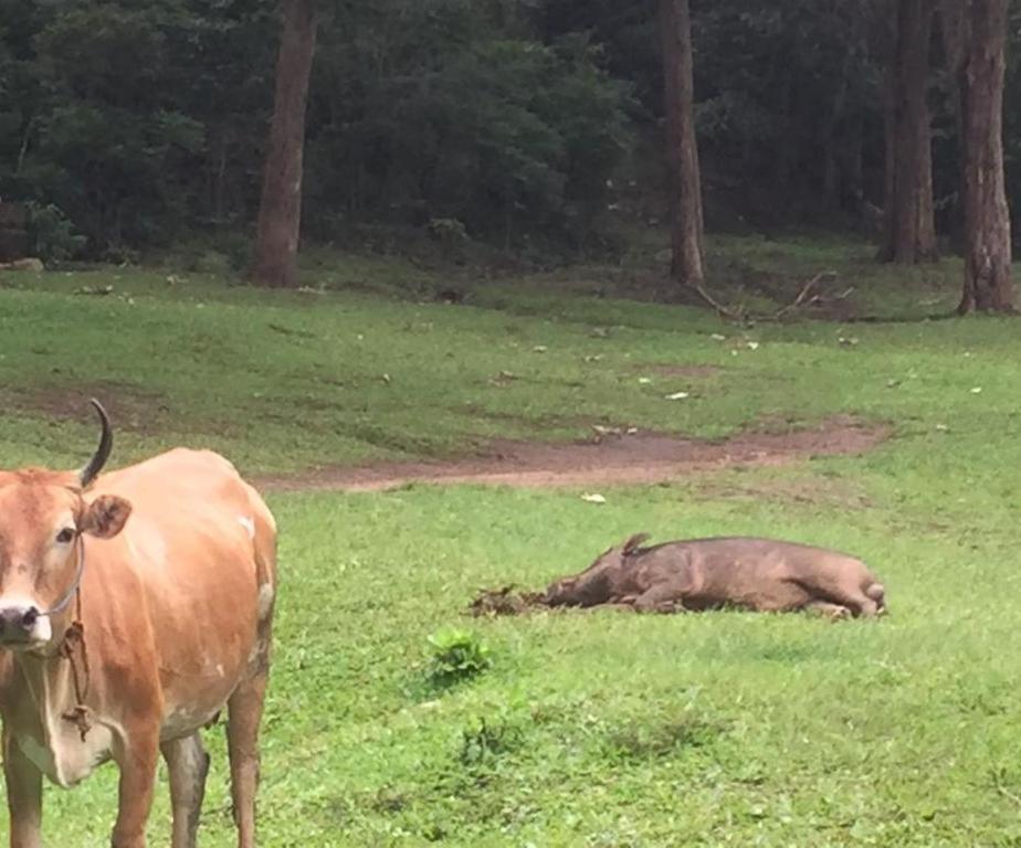 Wild Window - Forest View Homestay Thekkady Dış mekan fotoğraf