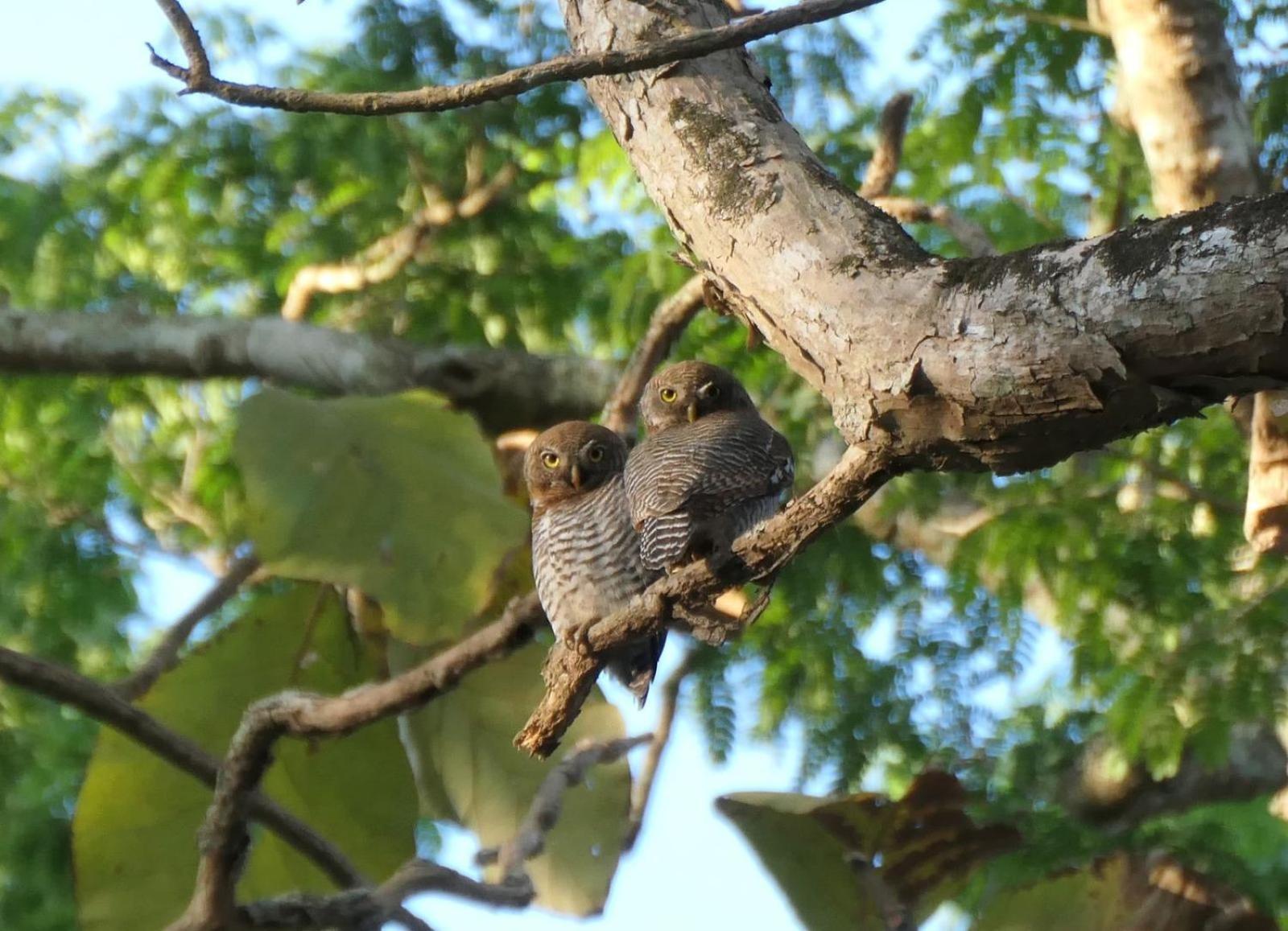 Wild Window - Forest View Homestay Thekkady Dış mekan fotoğraf