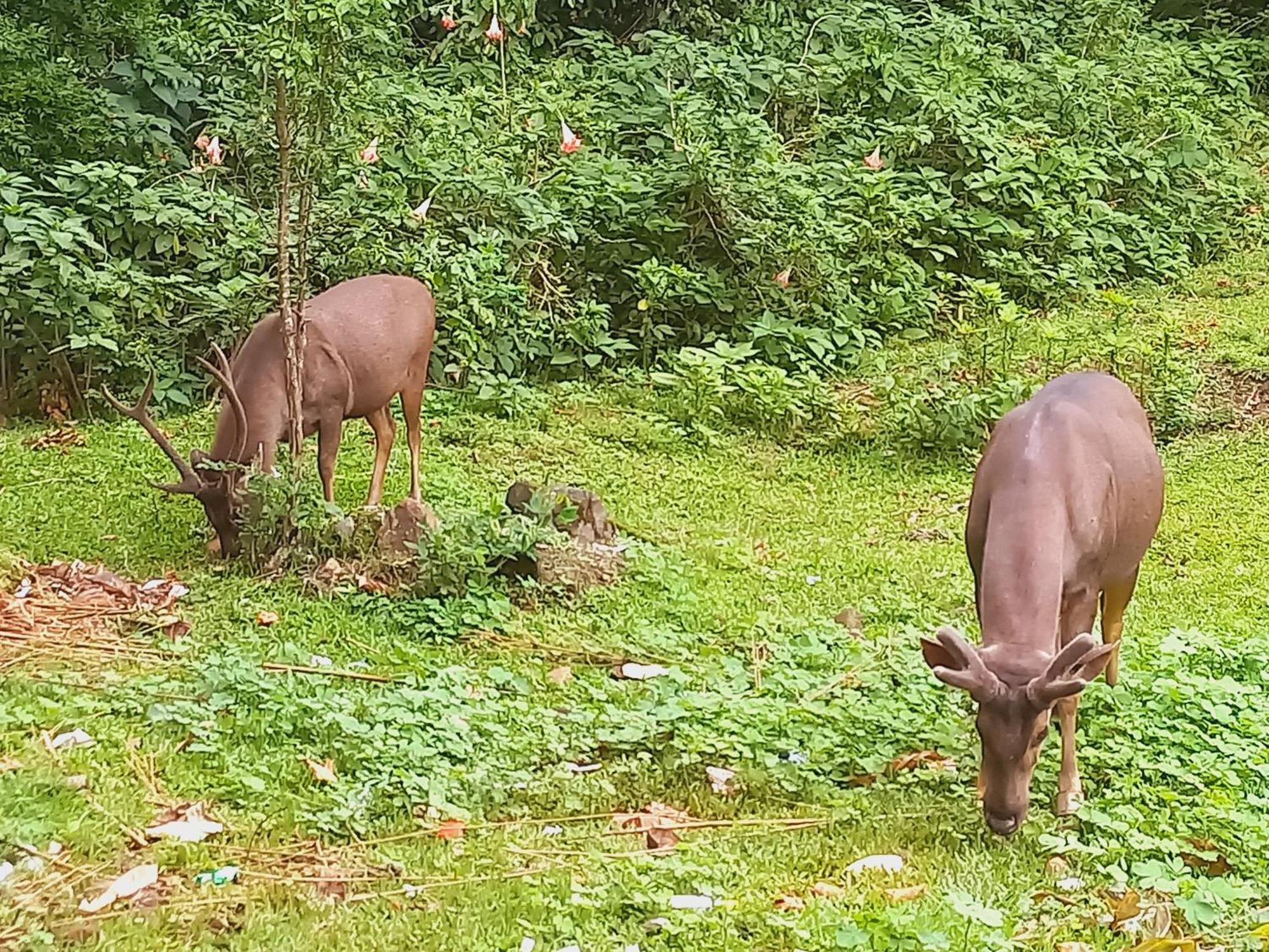 Wild Window - Forest View Homestay Thekkady Dış mekan fotoğraf