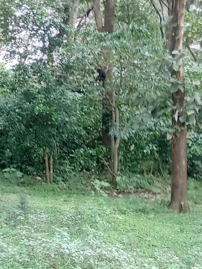 Wild Window - Forest View Homestay Thekkady Dış mekan fotoğraf